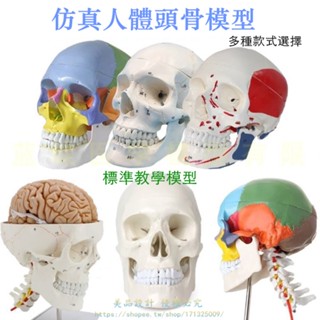 成人一比一醫學模擬人體頭骨模型頭顱骨解剖數字編碼標識骷髏標本【美品LDYX】