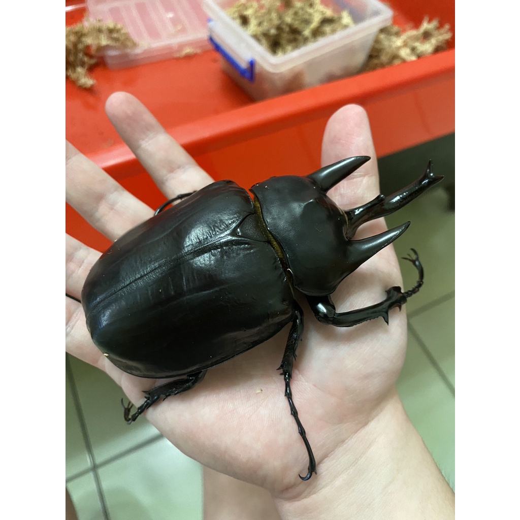 亞克提恩大兜蟲、雷克斯、阿克達大兜L3幼蟲成對可動模型 獨角仙 鍬形蟲 金龜子 甲蟲