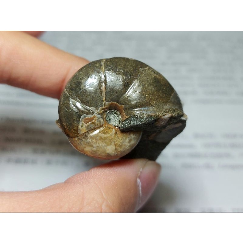 [程石] 俄羅斯  方解石化真葉菊石化石(3)