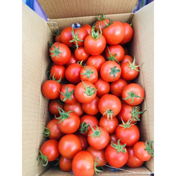 目前採預購，排單出貨 牛番茄 新鮮現採 產地直送