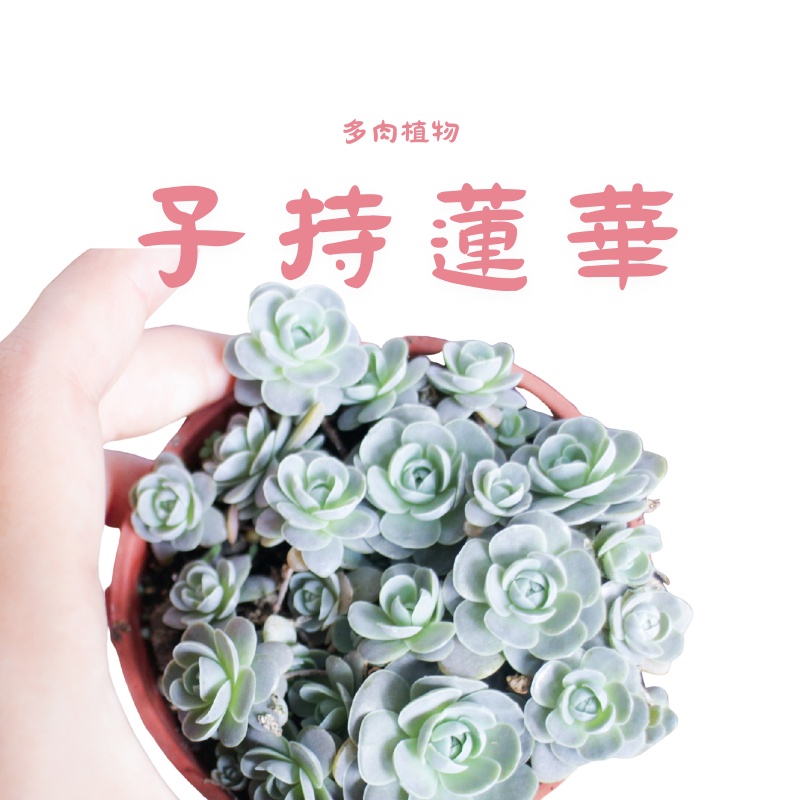 Carmo子持蓮華 白蔓蓮多肉植物成株 3吋 療癒多肉 居家小植栽 好養系列 蝦皮購物