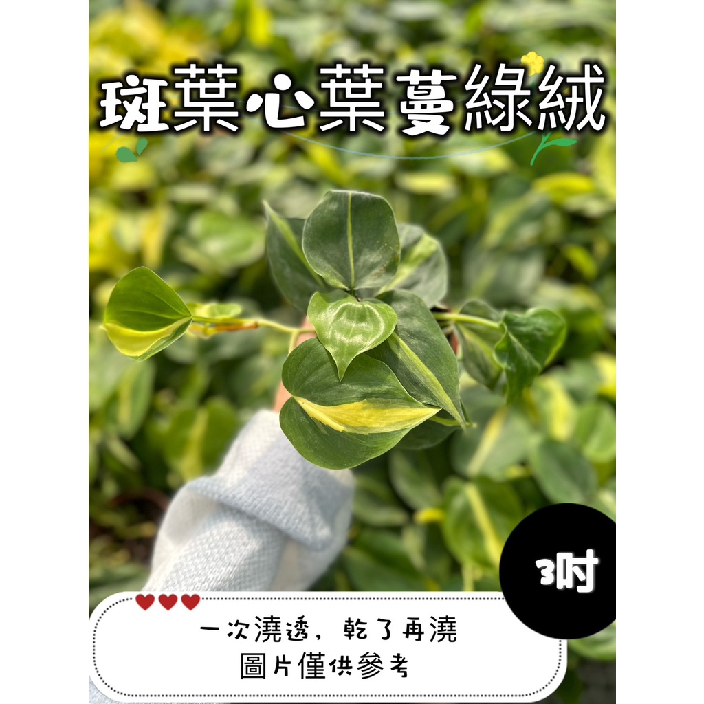 🪴【植入你心❦】斑葉心葉蔓綠絨-觀葉植物-3吋盆-定價70特價60