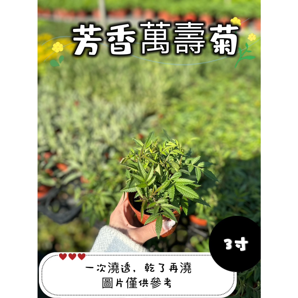 🪴【植入你心❦】芳香萬壽菊-香草植物-3吋盆-定價60特價50