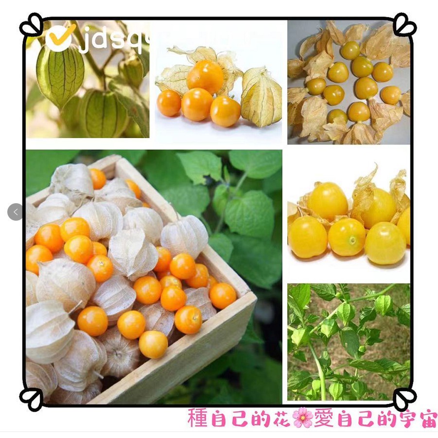 黃金莓種子的價格推薦 23年2月 比價比個夠biggo