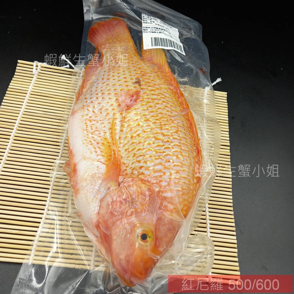 【海鮮7-11 】紅尼羅魚(台灣紅鯛) 約500-600克區間/隻 🚩外觀美、肉質佳，富含蛋白質 **單隻140元**
