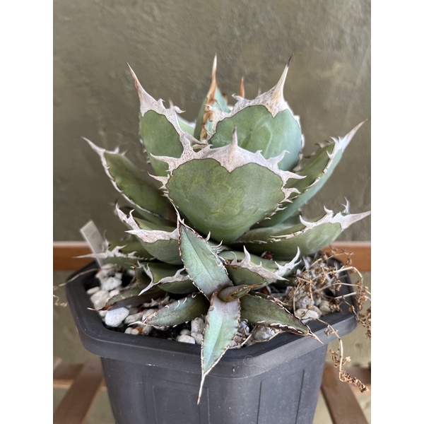 アガベ　姫蠍蟹 アガベ 姫蠍蟹 アガベ・姫蠍蟹 (小株)-001｜Agave gypsophila x