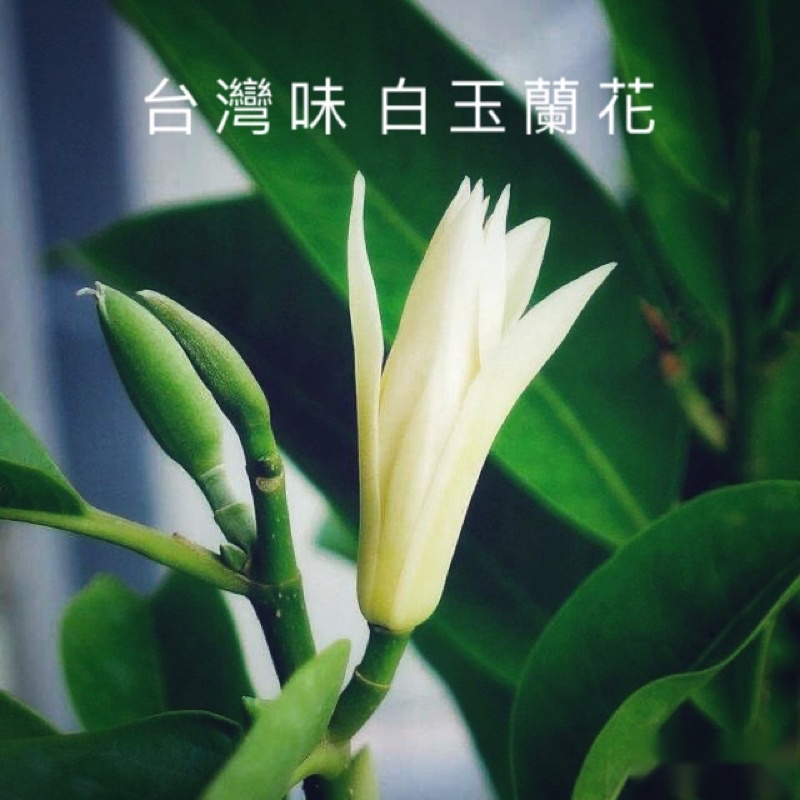 &lt;花時間芳療&gt;白玉蘭花精油 Michelia alba 10ml