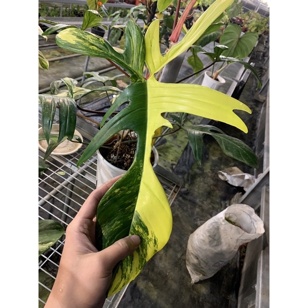 Philodendron Florida beauty斑葉龍爪蔓綠絨