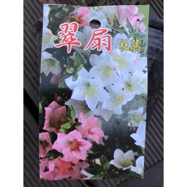 日本皋月杜鵑～翠扇/4寸苗植袋⋯