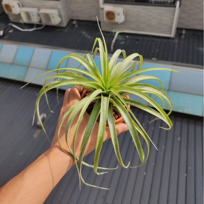 空氣鳳梨 高原 x 電捲 Tillandsia sphaerocephala x streptophyll［Jun鳳梨］