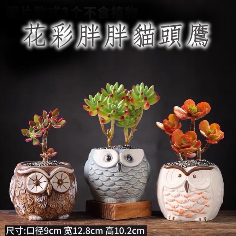 陶瓷花瓶多肉植物小花盆園藝家居擺件動物貓頭鷹花盆可愛多肉花盆 蝦皮購物