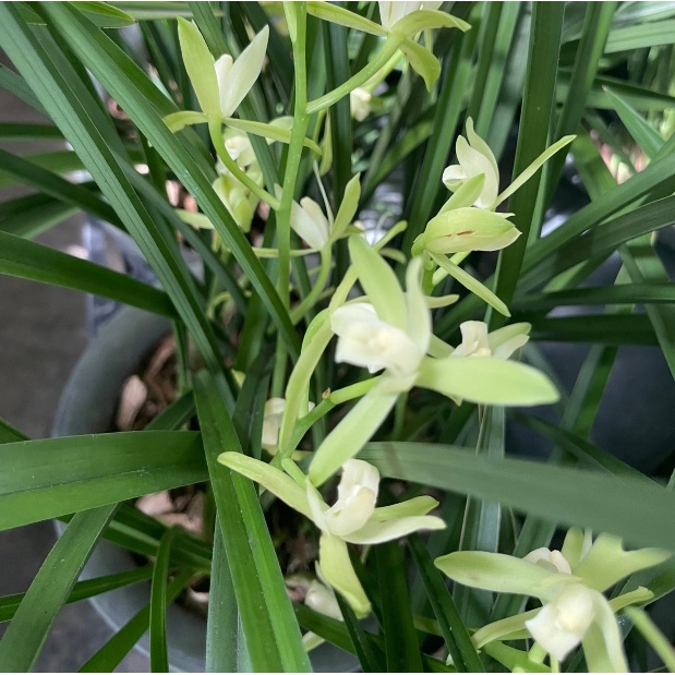 花囍園_蘭花花卉—鐵骨素心蘭--多年生草本植物~十分芳香~花季時間長/4-5吋