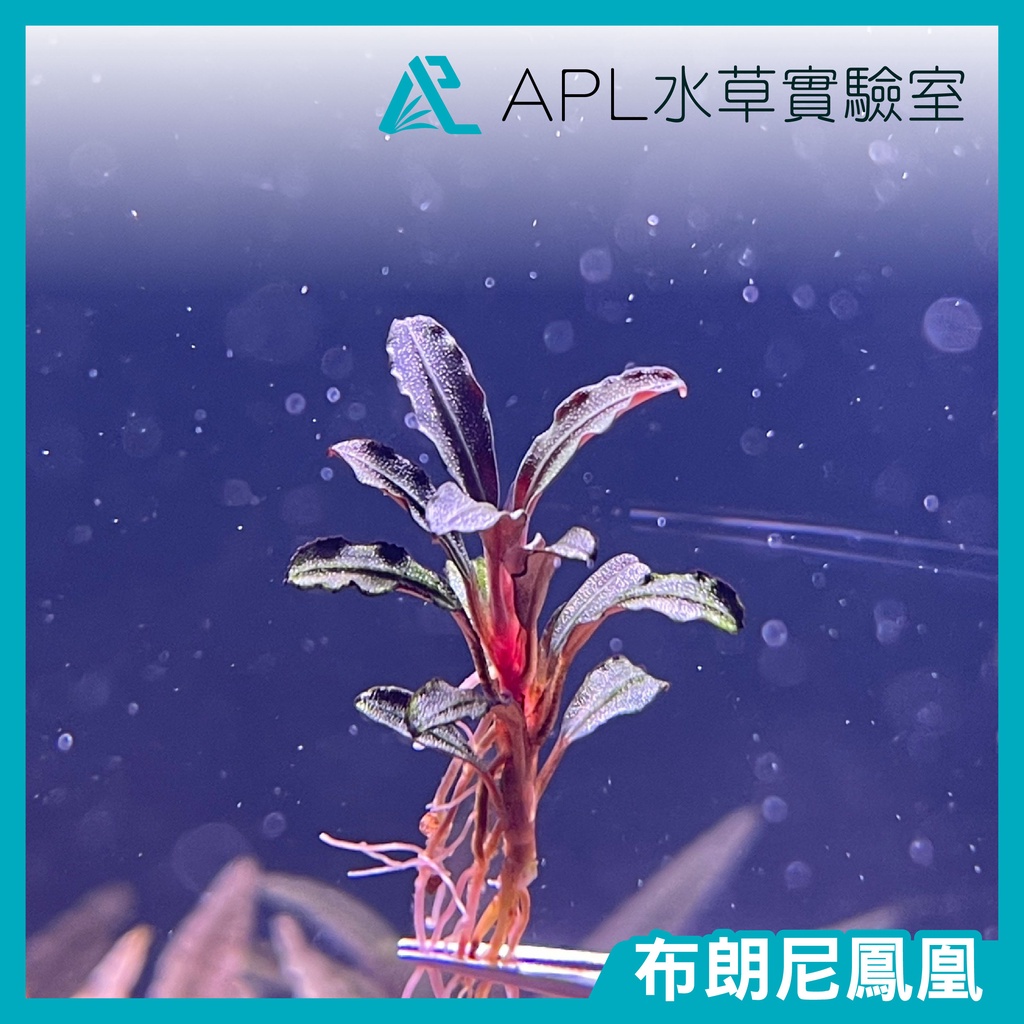 APL水草實驗室 - 布朗尼鳳凰 布朗尼辣椒榕 小型辣椒榕 神秘草 水中葉