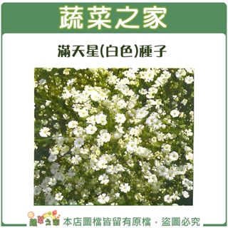 【蔬菜之家滿額免運】H30.滿天星(白色，高60~90cm)種子0.1克(約60顆)花卉 花類種子