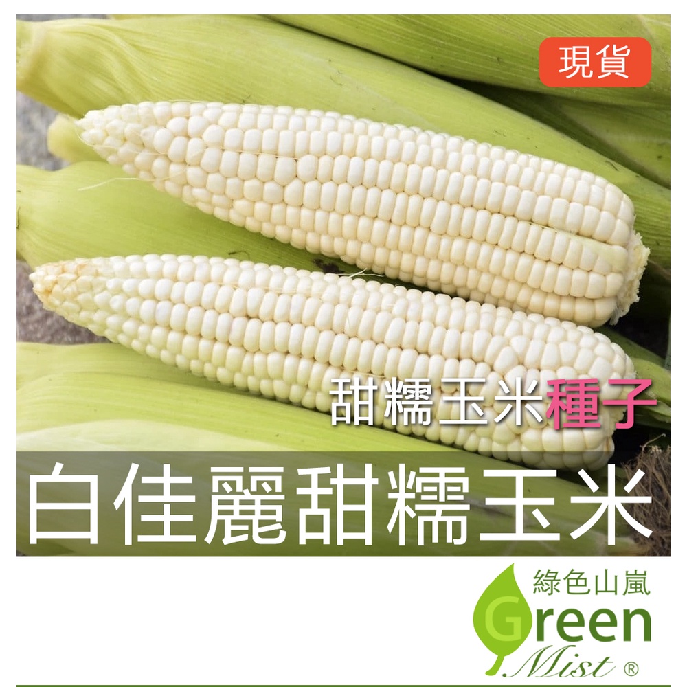 現貨-白佳麗甜糯玉米(10粒種子) 水果玉米 甜玉米 蔬菜種子【綠色山嵐】