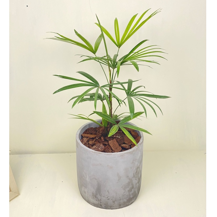 植物空間 室內植物 日本細葉棕竹6寸素陶盆 室內佈置 家居