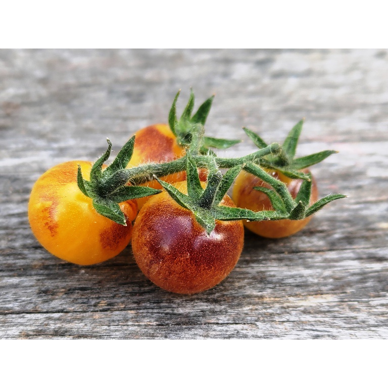 小番茄-奶油藍莓品系種子10顆~Blue Cream Berries Tomato，薄皮多產，高顏值