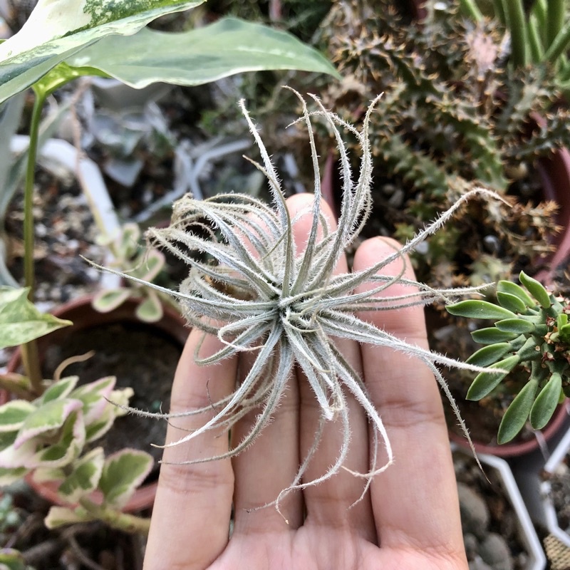 蒔/  空氣鳳梨 雞毛撢子 Tillandsia tectorum 雞毛撣子 空鳳 觀葉植物 雨林植物 多肉植物 仙人掌