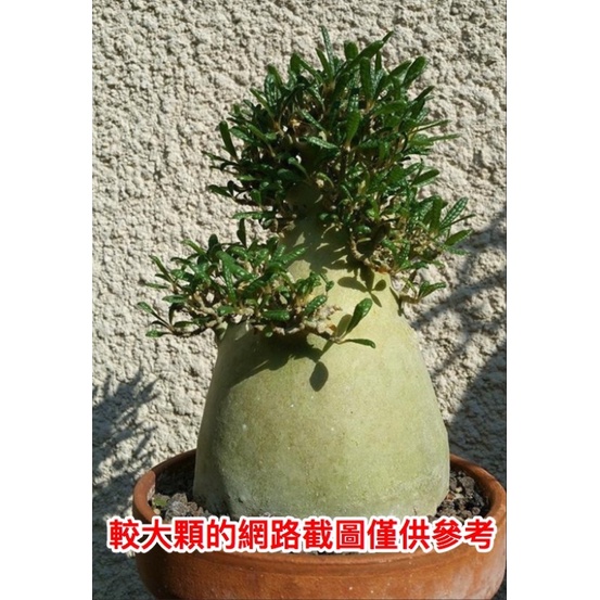 【G.L.魔仙園多肉植物】泡泡葉巨琉桑Dorstenia gigas f. Bullata (實生株)