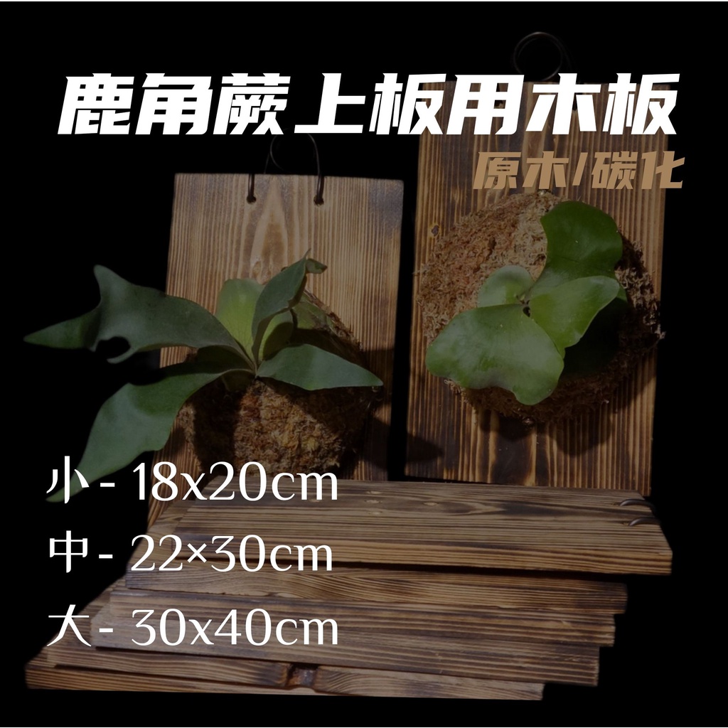 未∣ 雲杉木板 /鹿角蕨、蘭花上板 /1.5-2公分厚 /耐用、原木、實木、板材、碳化木板、碳化板、碳化木