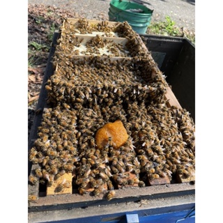 蜂糧、花粉（蜜蜂食物）一公斤190元