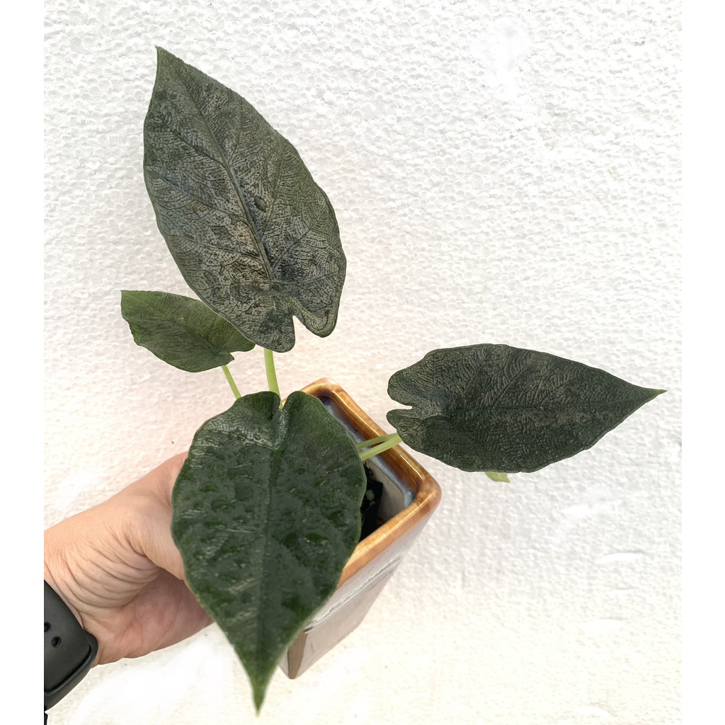 Alocasia Antoro velvet 黑葉毛葉觀音蓮