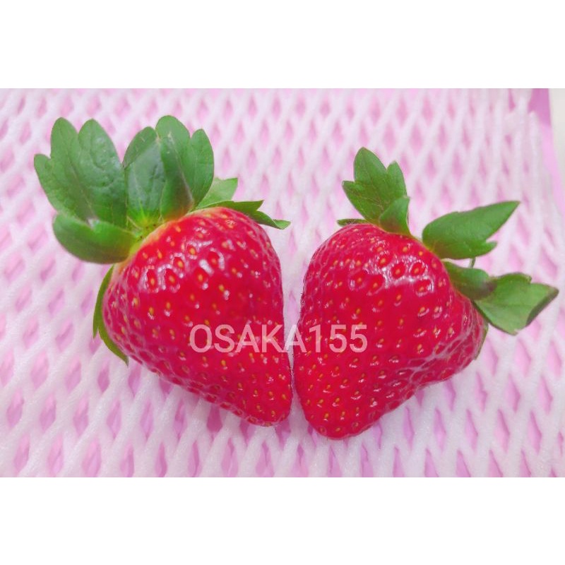日本草莓.草莓苗. 奈良 古都華(ことか) 草莓種子