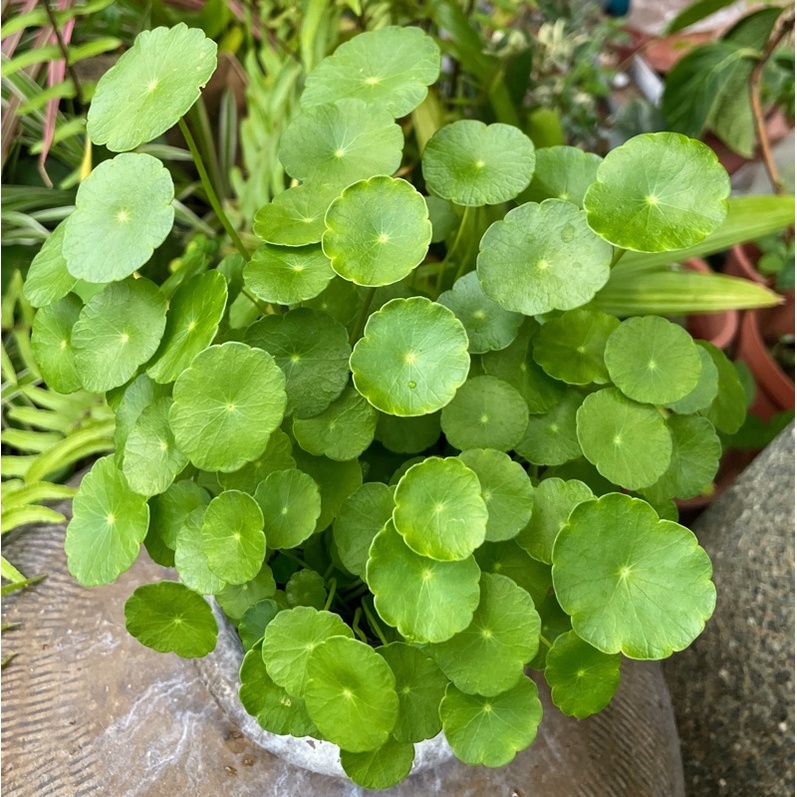 銅錢草-圓幣草10株/組15元