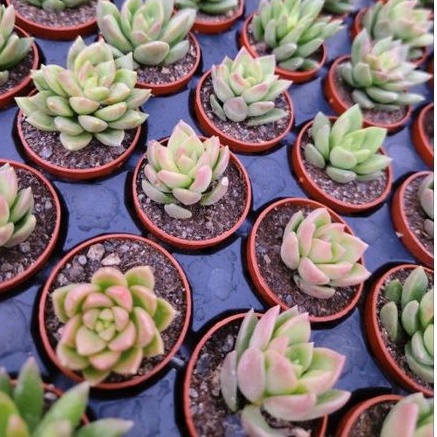 多肉很好買綠保羅多肉植物多肉熊童子 蝦皮購物