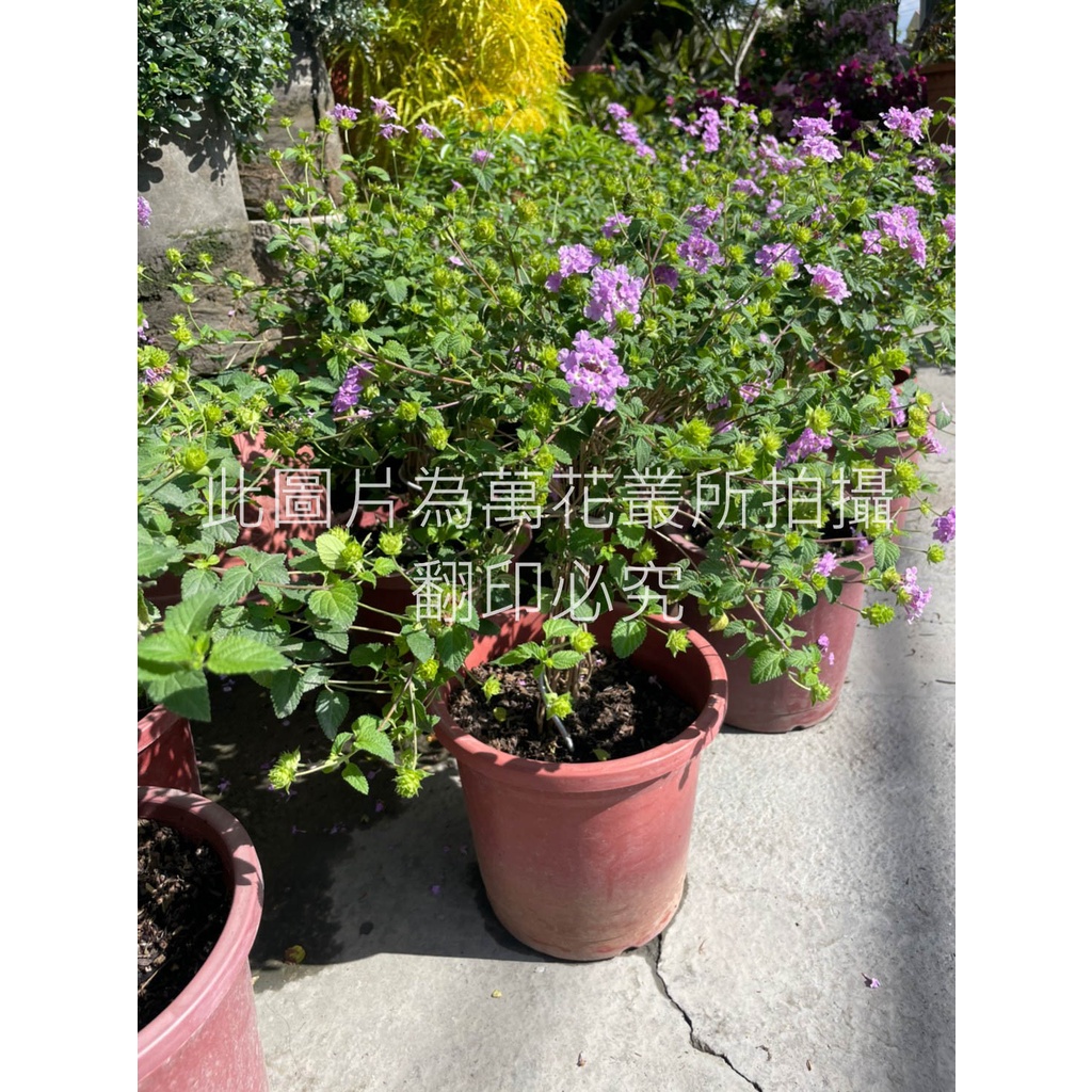 萬花叢 灌木植物 紫花馬櫻丹棒棒糖 5 6吋盆 高約 40cm 蝦皮購物