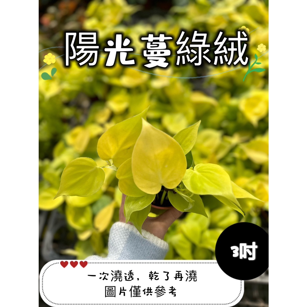 🪴【植入你心❦】陽光蔓綠絨-心葉蔓綠絨-觀葉植物-3吋盆-定價60特價50