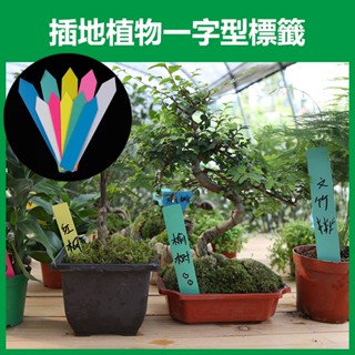 《插地植物一字型標籤》植物插地牌 植物標籤 園藝標籤 植物名牌 多肉記號牌 迷你標籤 竹木標籤 彩色標籤【飛兒】