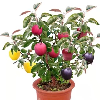矮化蘋果樹種子 當年結果 果實可食用 室內外盆栽種植 嫁接留種 多款新品蘋果種子