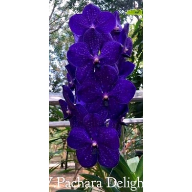 大眾蘭園  萬代蘭  V.Pachara Delight  藍色萬代