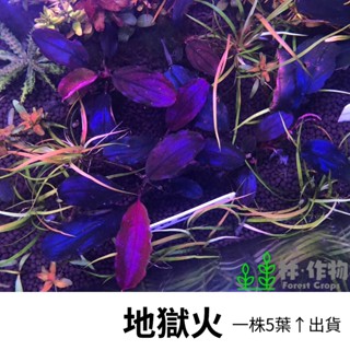 《林作物》稀有水草 地獄火 辣椒榕 神秘草 水中葉 前景 陰性草 一般級