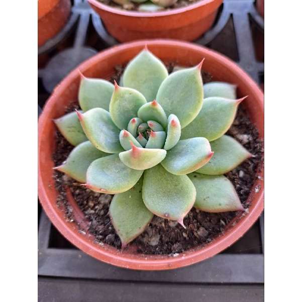 🔸️蓁Q肉寶🔸️多肉植物🔸️桃太郎🔸️