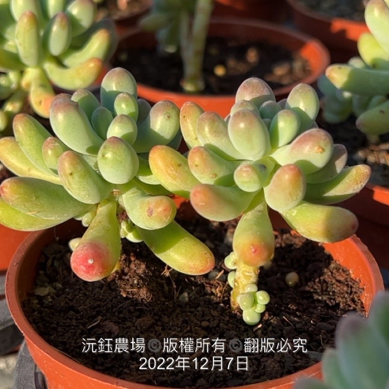 沅鈺農場多肉植物老顆乙女心 露養少許葉傷耗葉 蝦皮購物