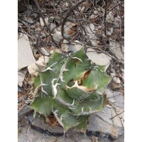 綠皮嚴龍agave oteroi/ FO-076 種子