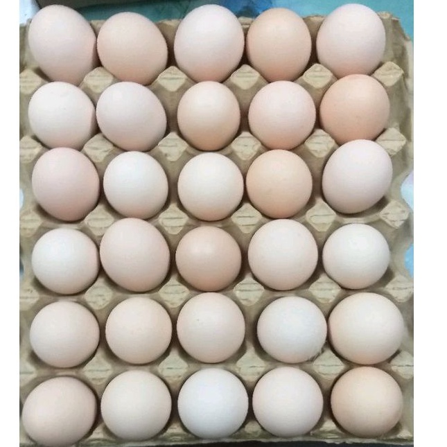 【田庄小農】《正港黑羽土雞所生》粉殼蛋 《正宗土雞蛋》《牛樟芝餵養》機能養生雞蛋