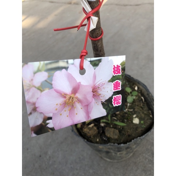 日本櫻花 枝垂櫻/4吋～苗植袋⋯🌸