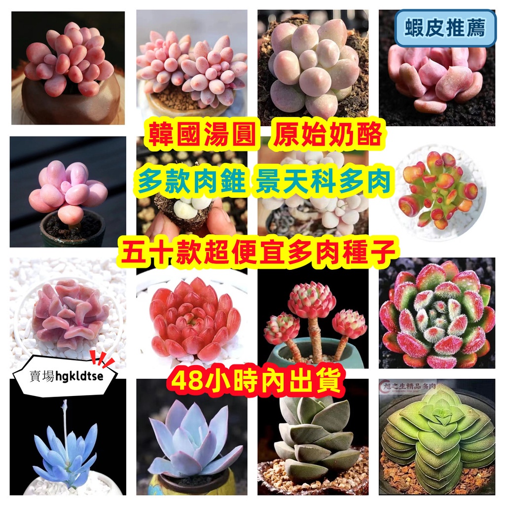 熊童子種子的價格推薦 23年2月 比價比個夠biggo