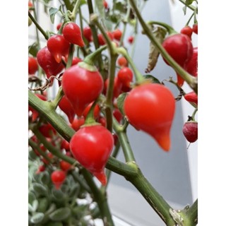 ↖紅燈泡 辣椒 (種子) 特價↗