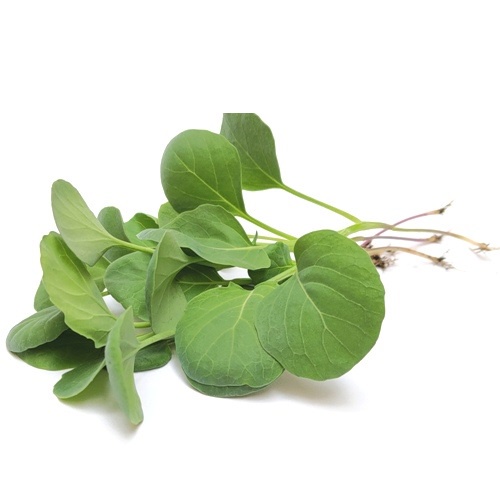 Baby Leaf嫩葉生菜種子-芥藍~華人的羽衣甘藍，家裡也能是植物工廠，超級營養蔬菜，可製作精力湯與綠拿鐵