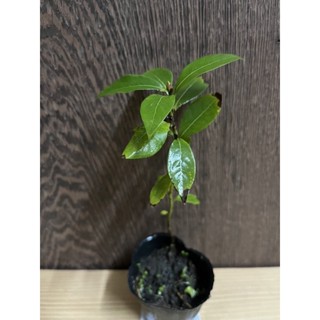 金絲楠木 樹苗 約30-40公分高