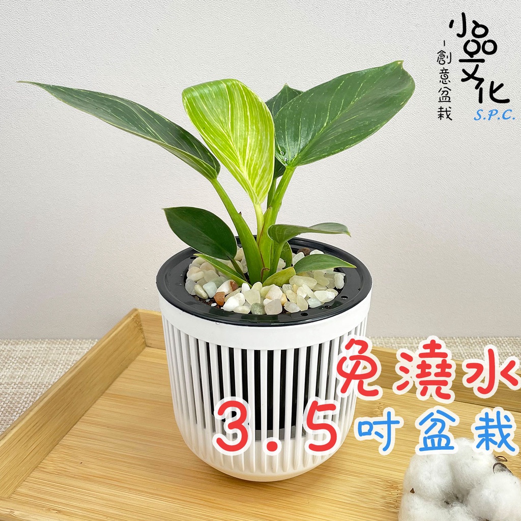 【小品文化】鉑金鑽綠蔓絨【現貨】3.5吋條紋免澆水盆栽 室內植物 辦公室盆栽 懶人盆栽 水培植物 水培盆栽 植栽