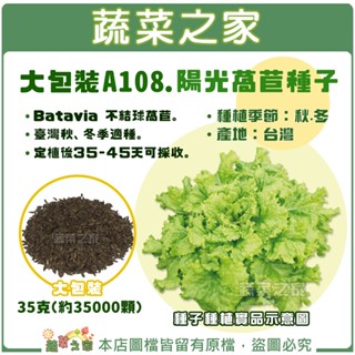 【蔬菜之家滿額免運】大包裝.陽光萵苣種子35克(約35000顆) // Batavia 不結球萵苣。