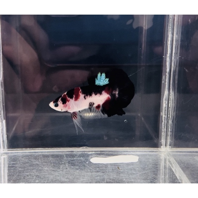 鬥魚 PK鬥魚 紅白黑 傳統錦鯉 koi