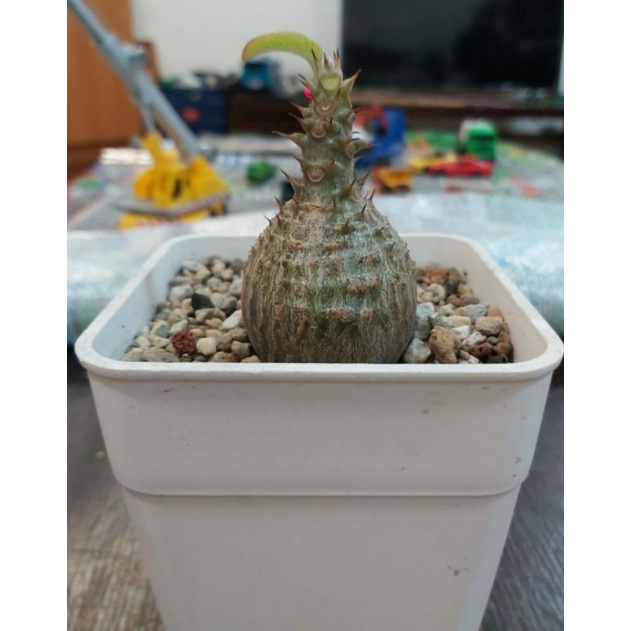 pachypodium windsorii的價格推薦- 2026年6月| 比價比個夠BigGo