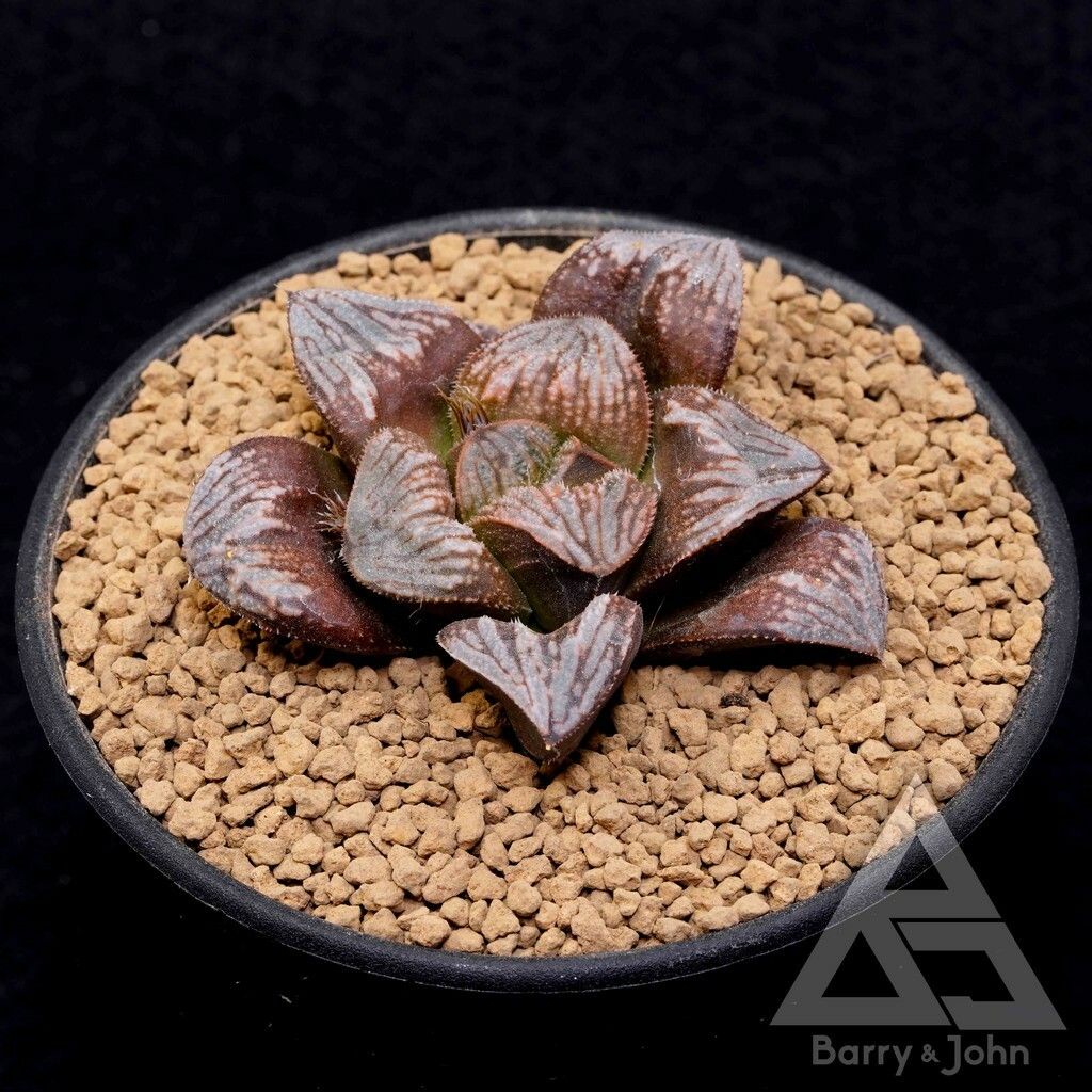 ｜青木皮克大交種特選｜Haworthia Nishi 青木Picta hybrid｜