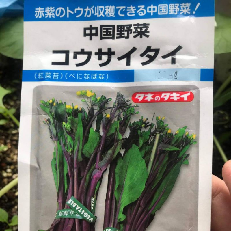 こうさいたい日本野菜紅菜苔｜黃花紫莖種子1份1粒1元｜買75粒送25粒種子
